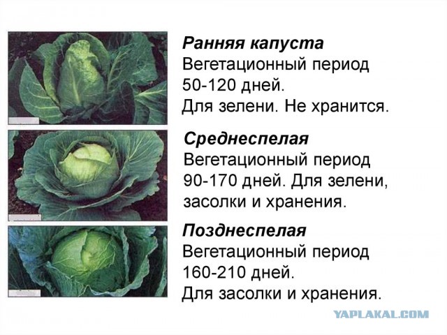 Капусточка не вырастет
