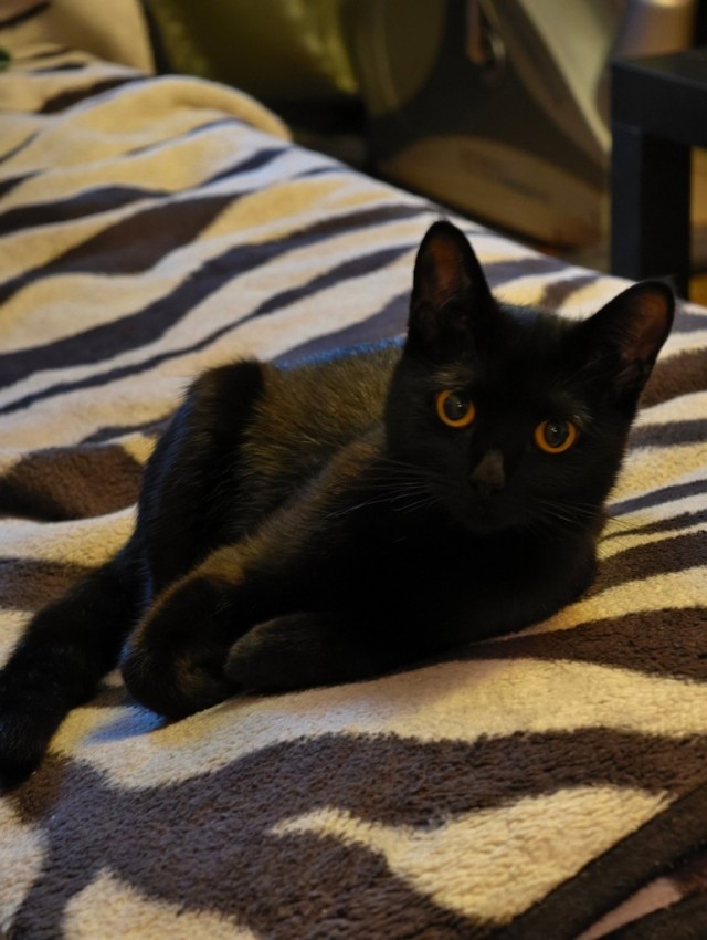 Жизнь с котом в одной картинке