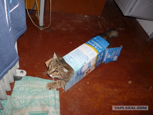 Котовторник 05/11/2024