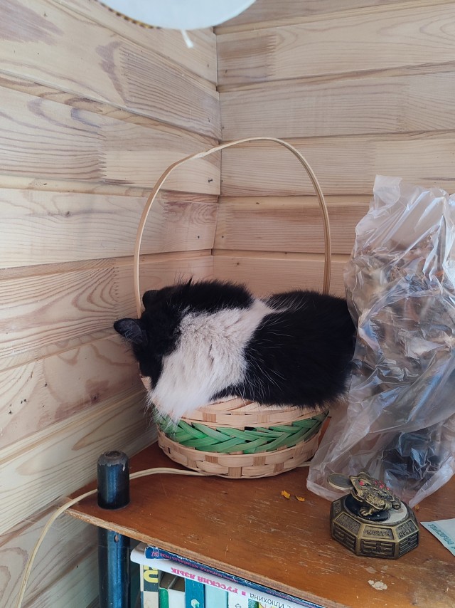 Котэ, совэ и все-все-все