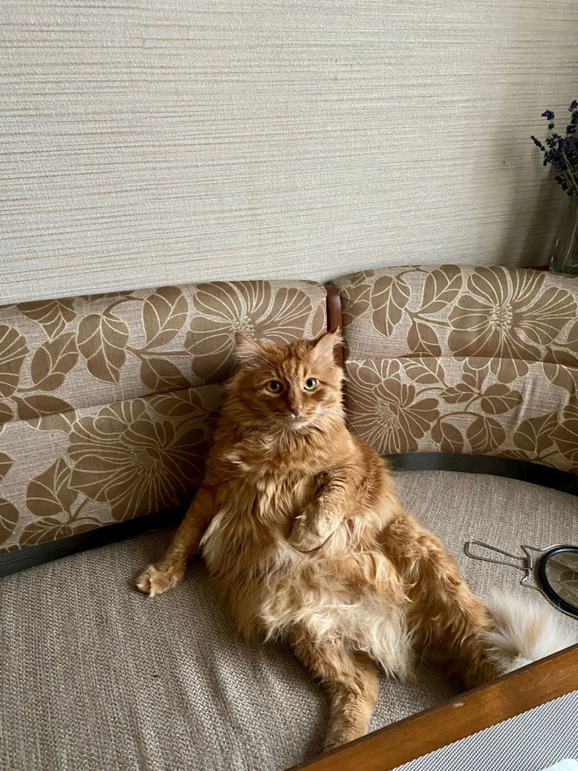 Котовторник продолжается