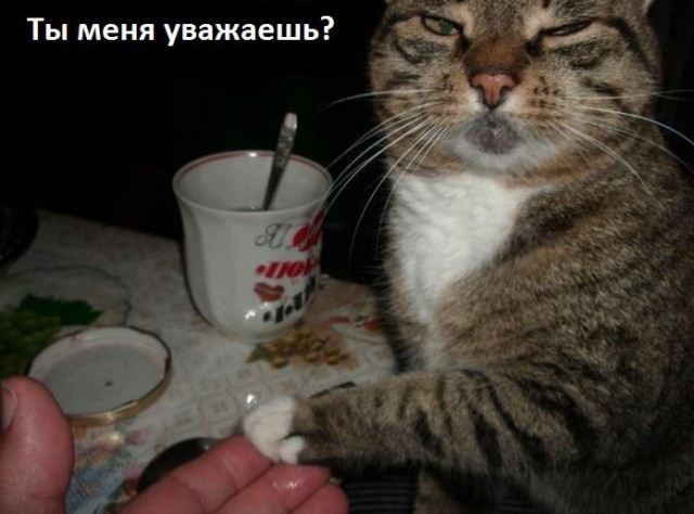 Сегодня отмечается День уважения кошек