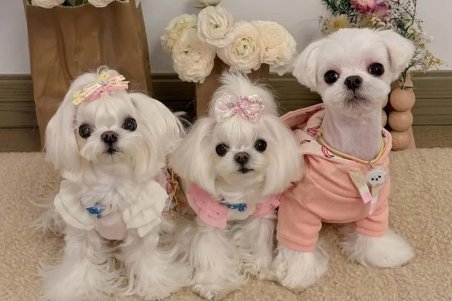 Китаянка потратила 280 тысяч долларов (более 23 млн. руб) на одежду для своих собак