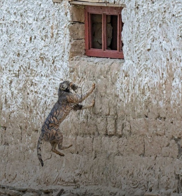 Манул, в честь котовторника!