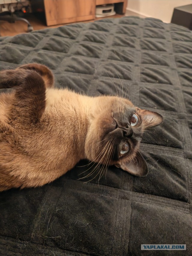 С котовторником!