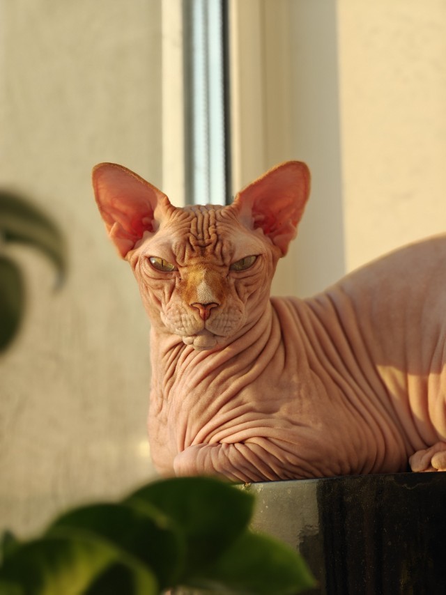 К котовторнику