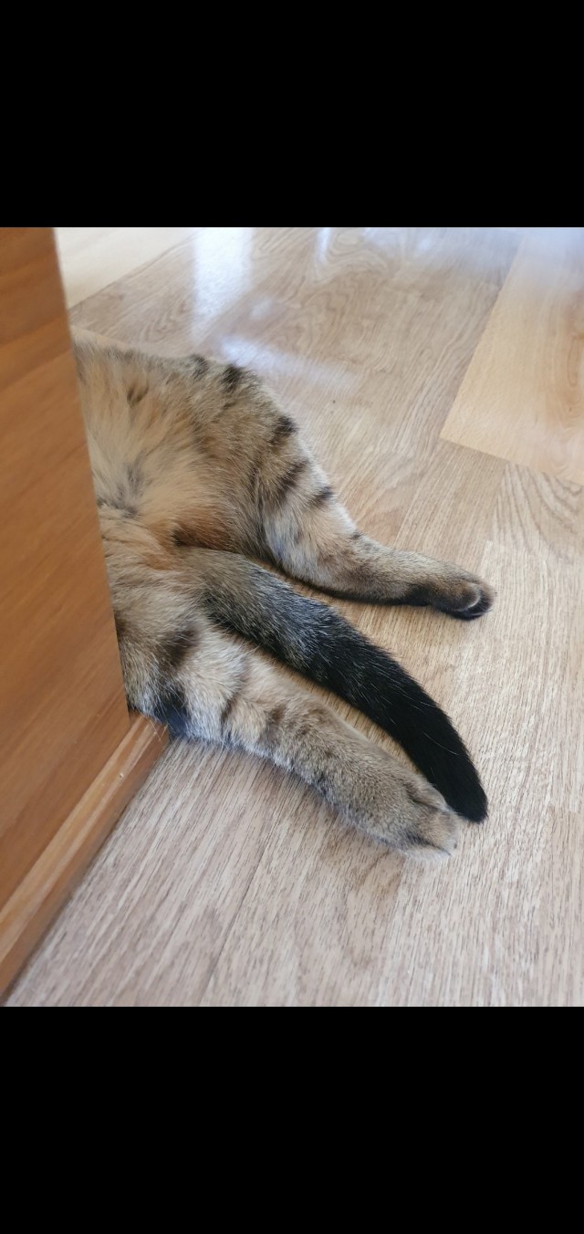 Котовторник же!