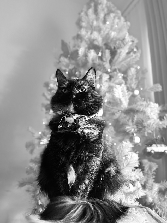 Праздничных красивых фото котов тред