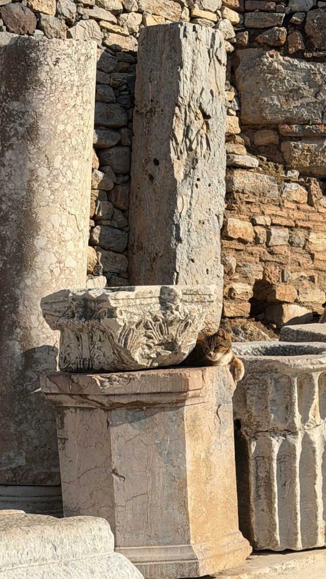 Кошки в развалинах Эфеса, Турция