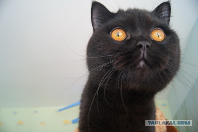 25 самых популярных суеверий со всего света