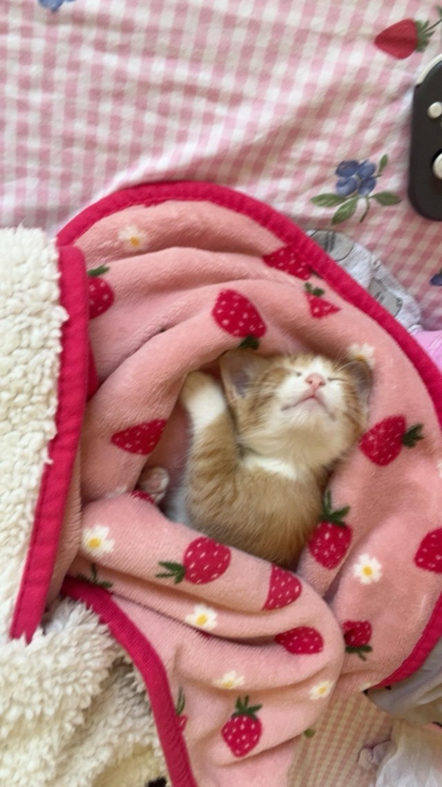 Маленький рыжий сплюшка (котовторник)