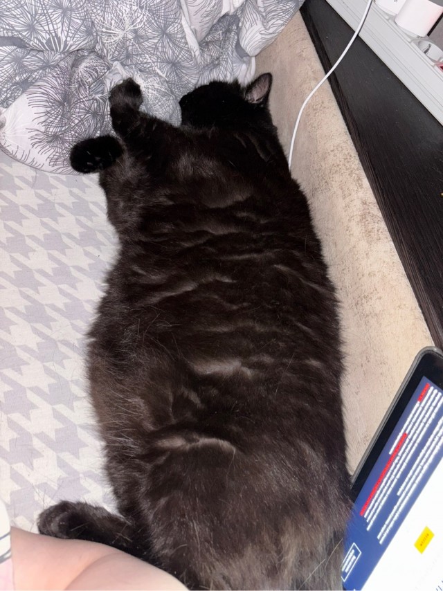 Очередной котовторник
