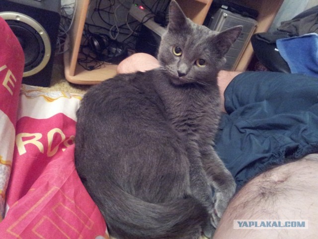Котовторник 8.10.2013
