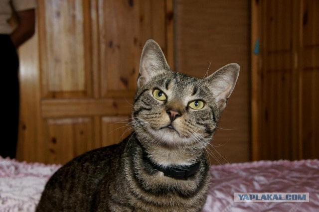 Котовторник 12.11.2013