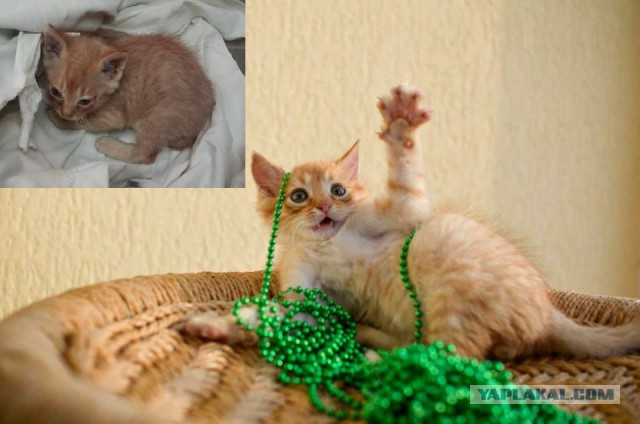 Про спасенных котеек