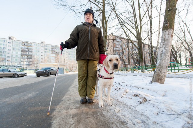 Золотые собаки