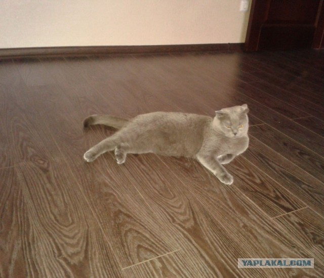 Котовторник 04.03.2014