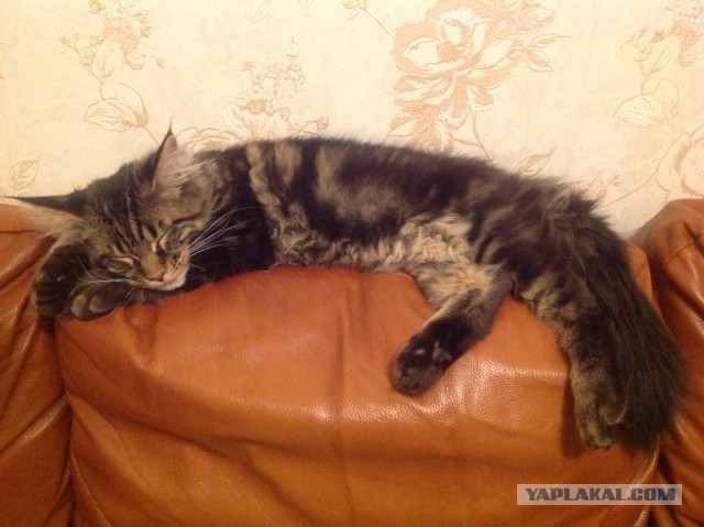 Котовторник 29.04.14.