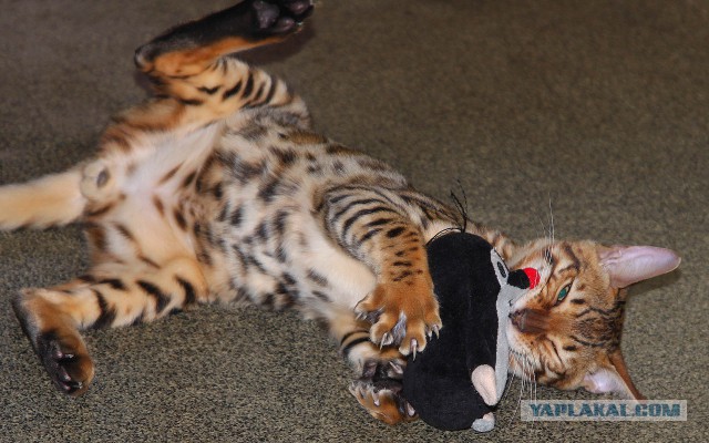 Котовторник 30.09.2014