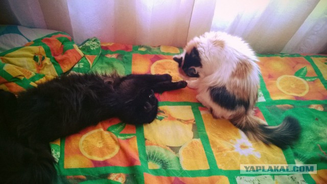 Котовторник 21.10.2014
