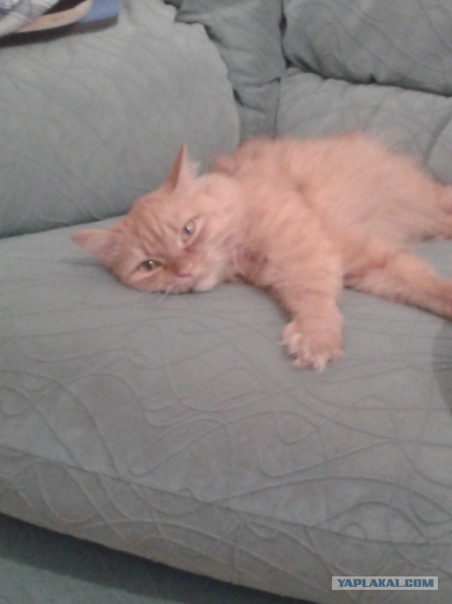 Котовторник 2.12.14