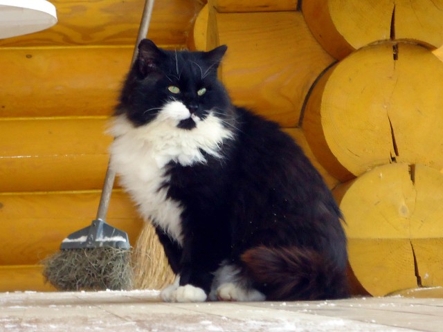 Котовторник 2.12.14