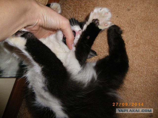 Котовторник
