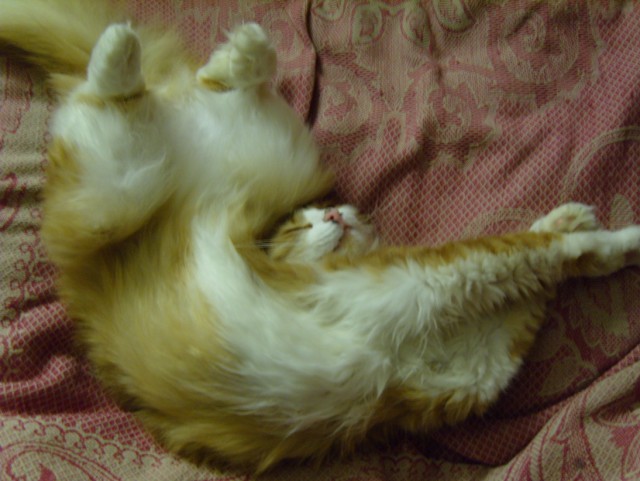Котовторник 31.03.2015