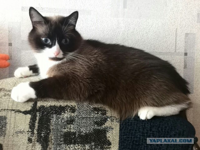 Котовторник 18.08.2015