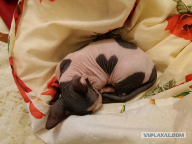 Котовторник 06.10.2015