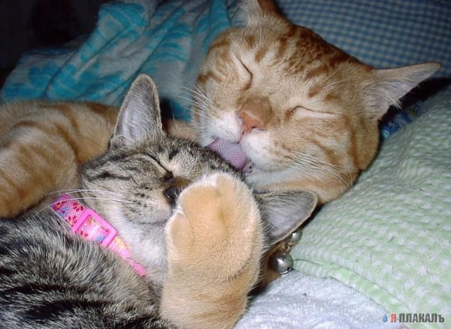 Коты, кошки, котята