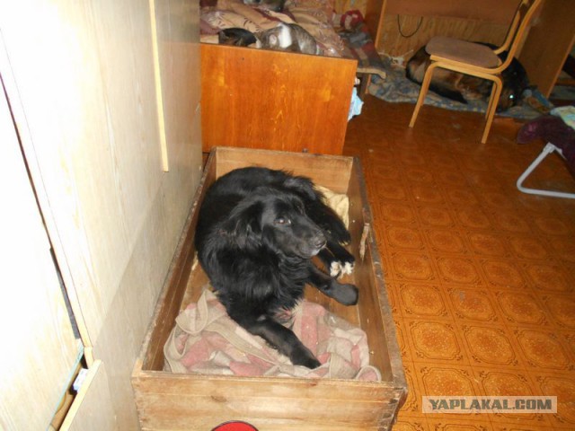 Жизнь домашнего приюта для котеек 95