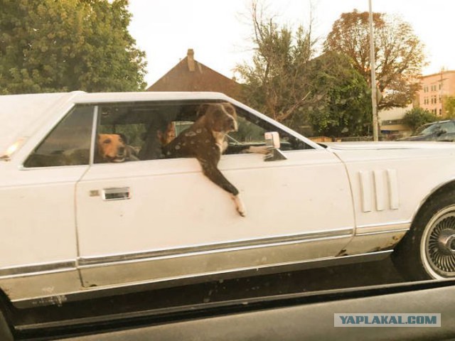 То, что улыбнуло в 2015