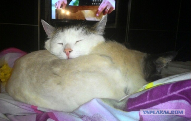 Котовторник
