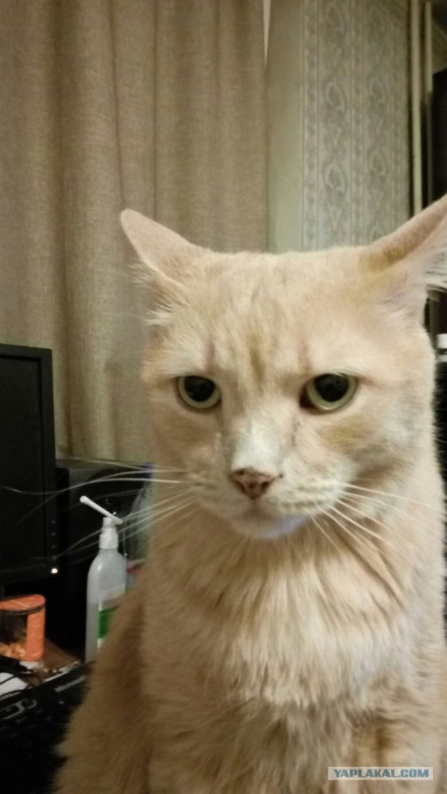 Мой кот, мои правила!