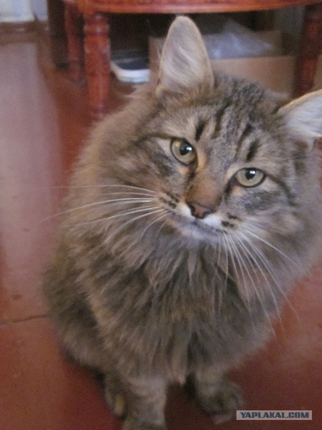 Мой пошел гулять