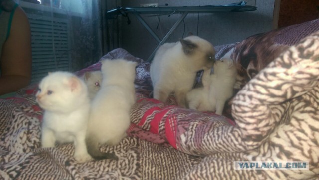 КотоВторник 26.04.2016