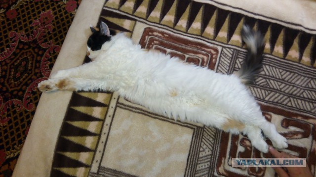 Котовторник 31.05.2016