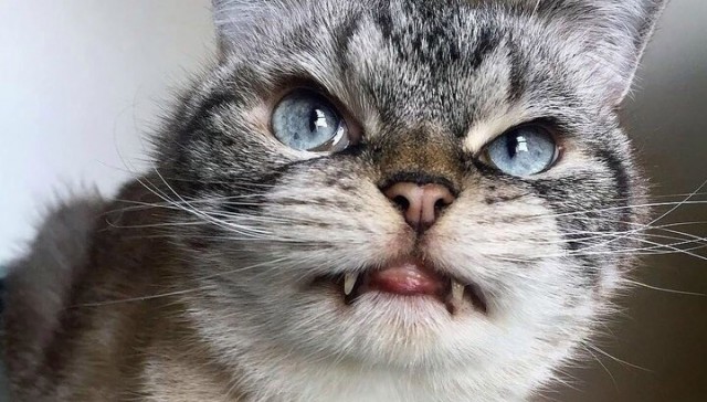 Коты из сети