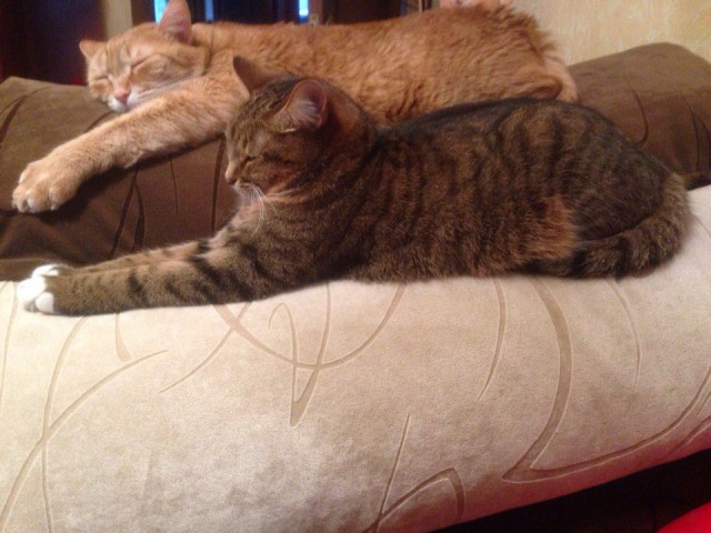 Коты и Кошки