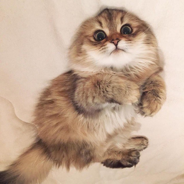 Коты и Кошки