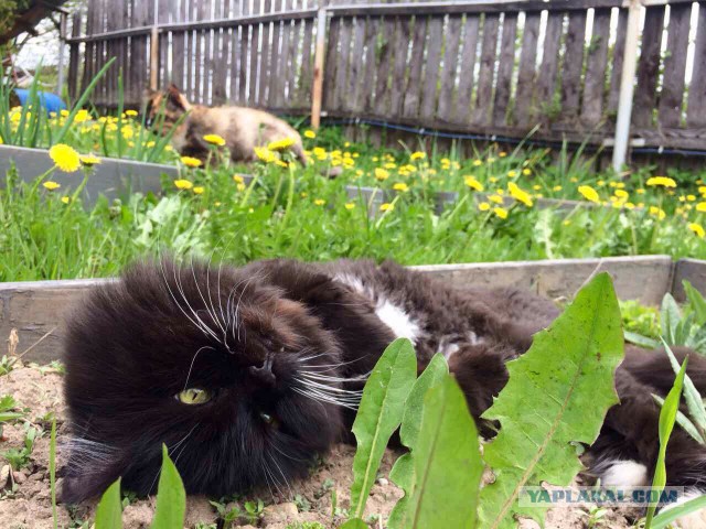 Котовторник 11.07.2017