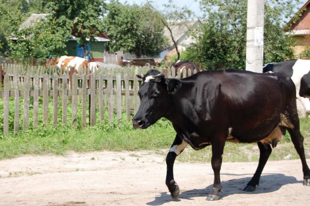 Живность из сети