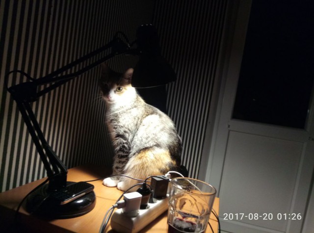 Котовторник 29.08.2017