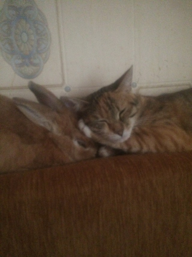 Коты и Кошки