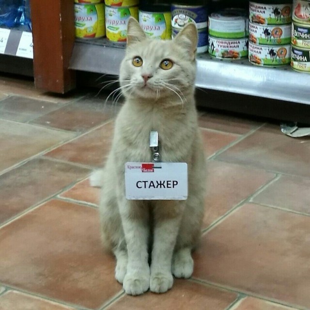 Коты и Кошки