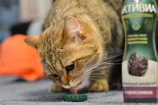 Котовторник 28.11.2017