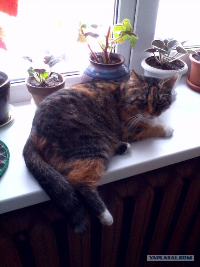 Котовторник  19.12.2017