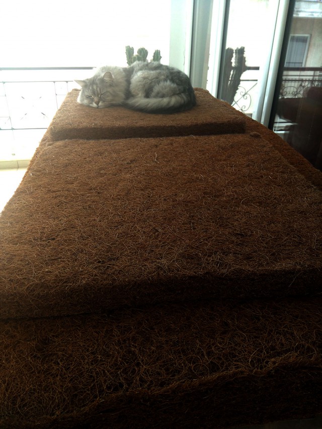 Котовторник 20.03.2018