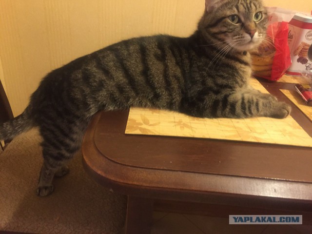 Котовторник